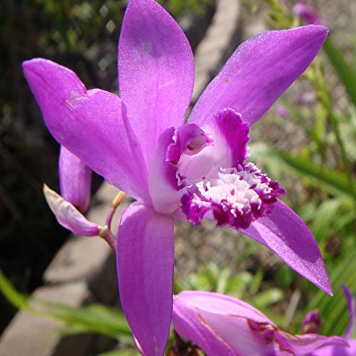 Amazon | 紫蘭 5本セット | 花